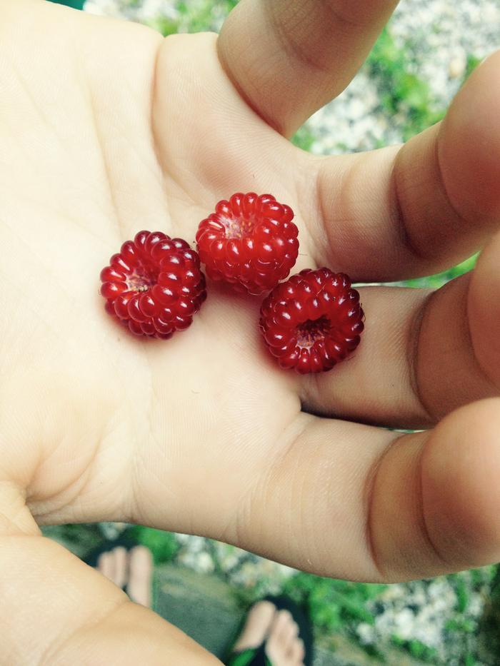 [Thumbnail for Rasberry-c.jpg]