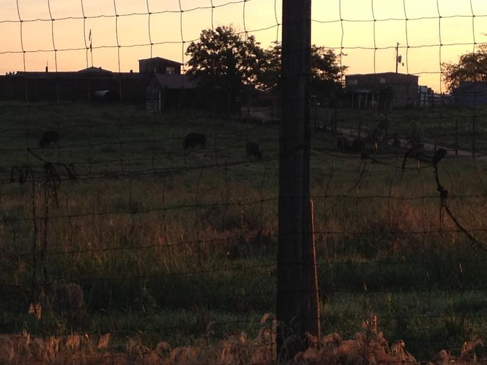 Buffalo I could not eat