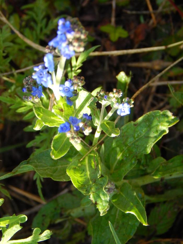 [Thumbnail for wildflower-2-foliage.JPG]