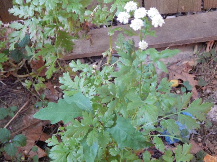 [Thumbnail for wildflower-1-foliage-b.JPG]