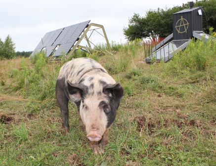 [Thumbnail for IMG_1561.JPG-solar-pig.JPG]