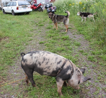 [Thumbnail for IMG_1559.JPG-hogs-and-dogs.JPG]