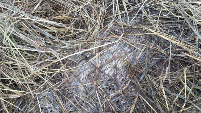 [Thumbnail for 20150803_064503.jpg]