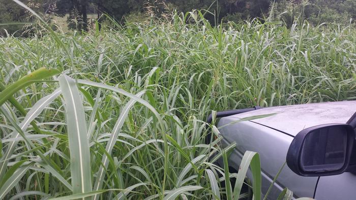 A Rather tall mess of Johnson Grass