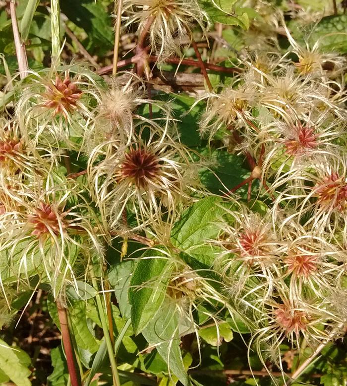 Clematis