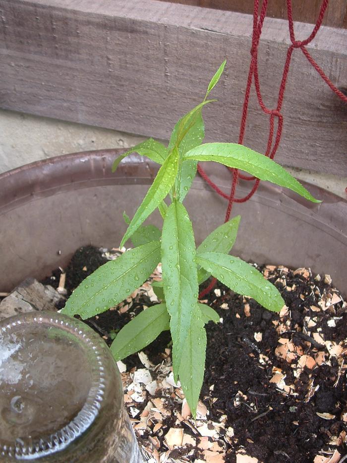 mystery seedling