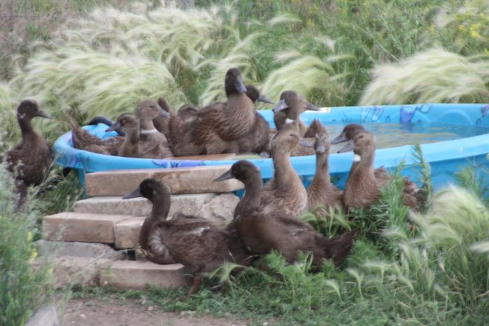 [Thumbnail for ducks-for-sale.jpg]