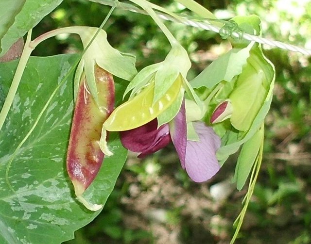 pea flower