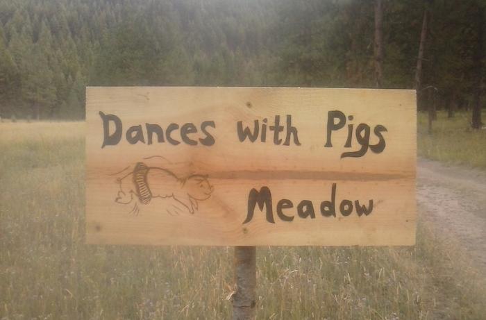 dance with a pig in a meadow