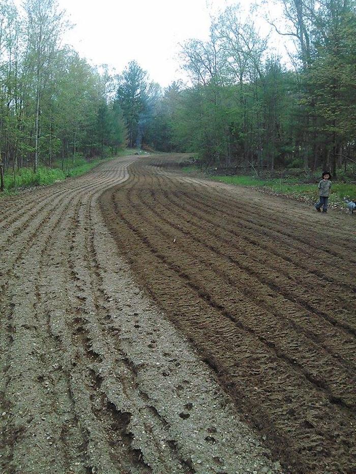A gravel road that was turned into a cornfield