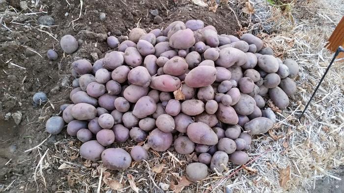 Potato Harvest