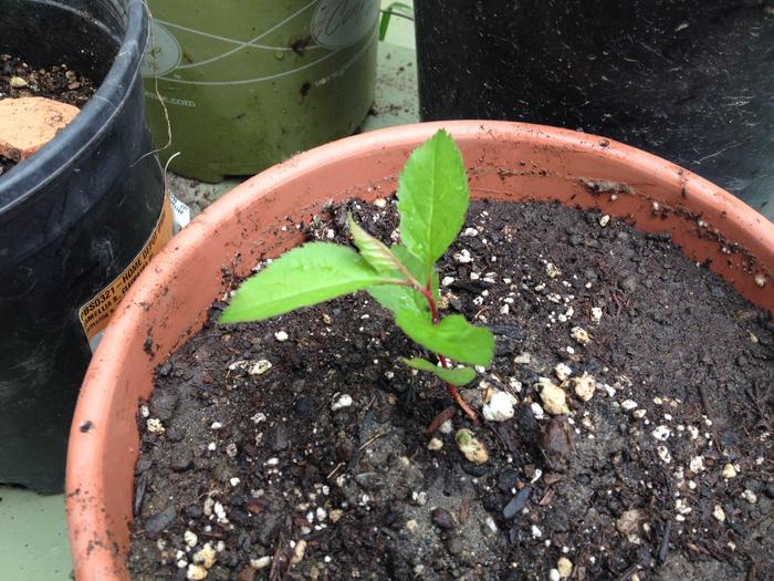 A seedling of the apple forerunner Malus Sieversii