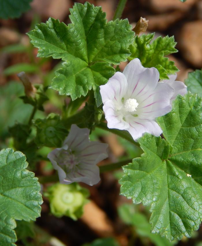 [Thumbnail for Dwarf-Mallow.JPG]