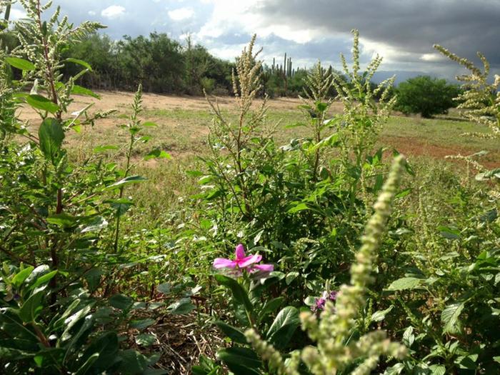 [Thumbnail for 12075033_10208293698449327_554336408998161651_n.jpg]