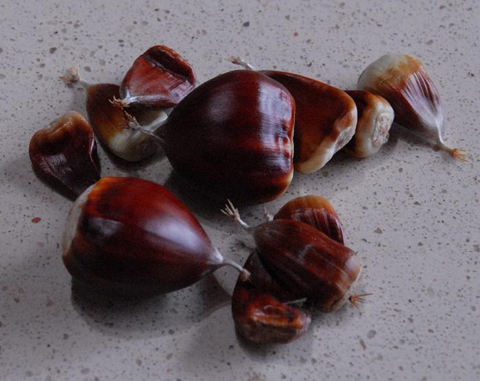 [Thumbnail for Chestnuts.jpg]