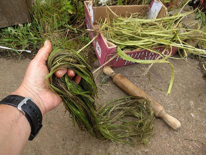 extracting nettle fibres in summer