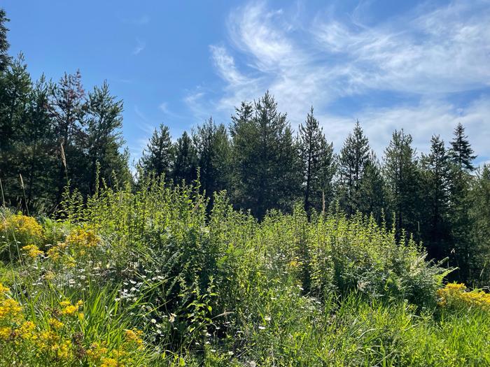 So many nettles! What wealth!