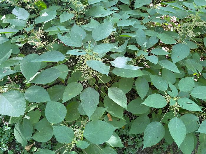 The stand of nettle about a week before the first harvest (August 27). Note the intact flowers.
