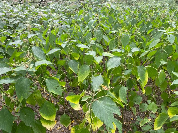 The same patch of nettle two weeks later. The flowers have dropped off and the seed pods have started to form.