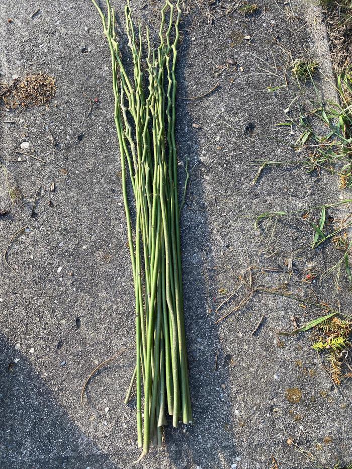 One of the nettle stalk bundles after stripping the leaves and rubbing off the stinging hairs. They have a glossy texture at this stage.