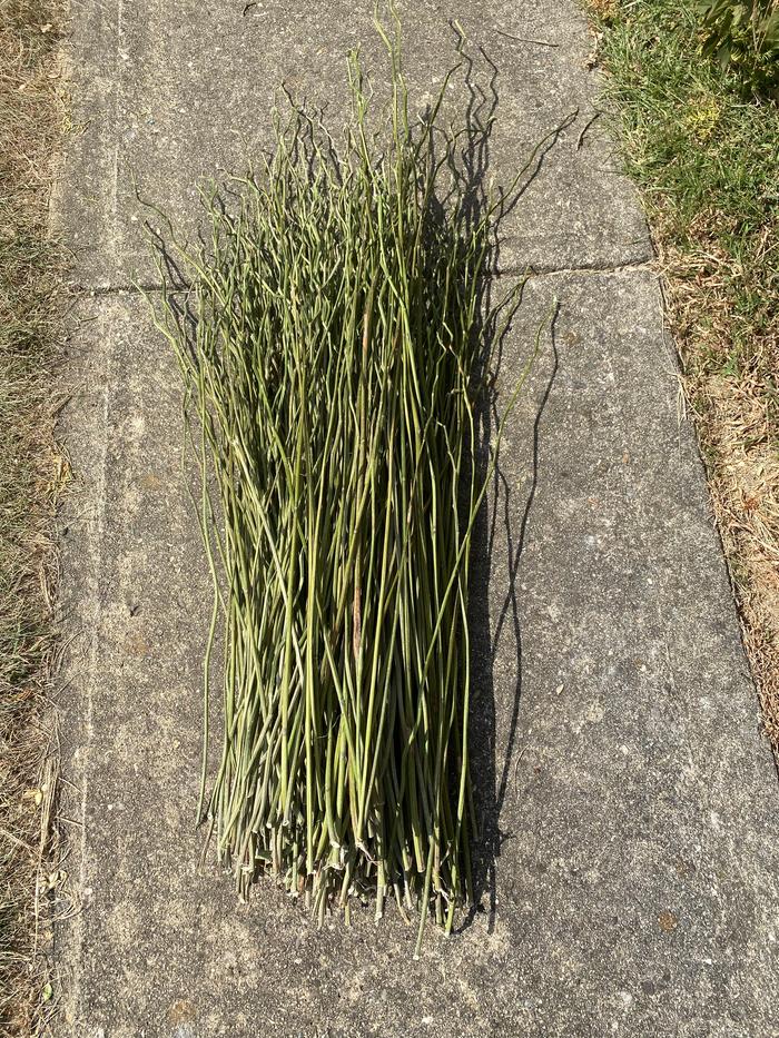 The nettle stalks after drying. There are about 268 nettle stalks in this bundle.