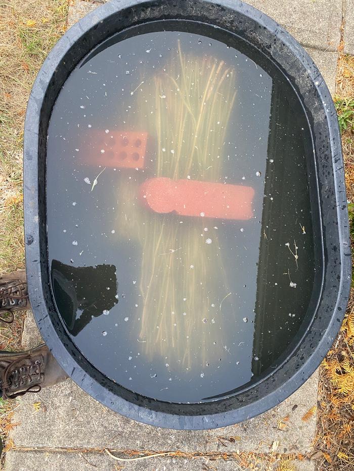 The nettle stalks retting in a tank of water. Some of the stalks were too long for the tank so they unfortunately had to be cut.
