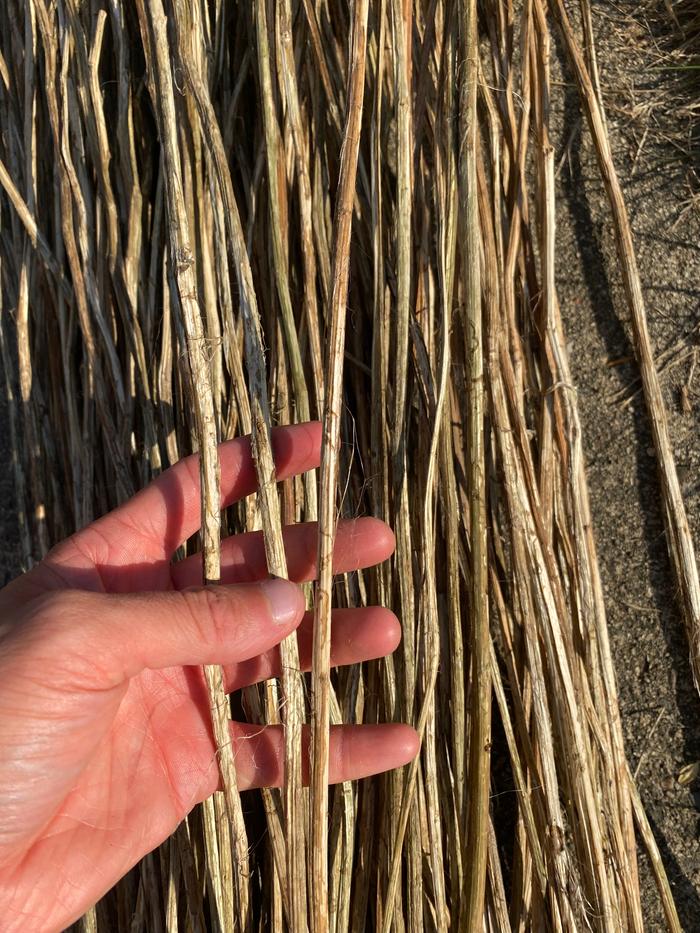 The nettle stalks after retting for six days and drying for another day and a half. The fibers have now started to separate from the stalks as with hemp fiber.