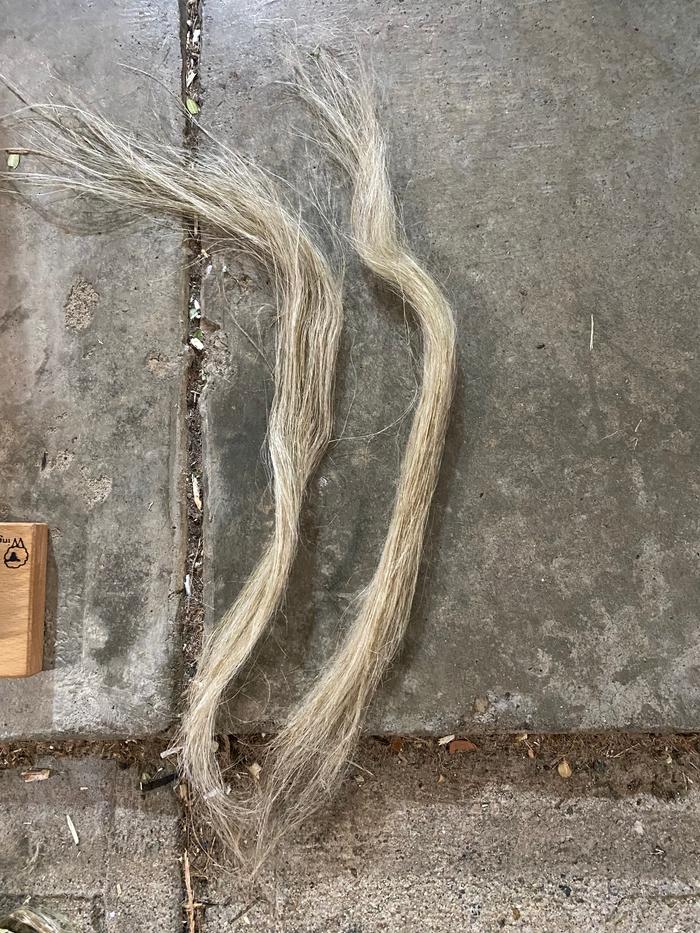 Some of the long line fiber after hackling.