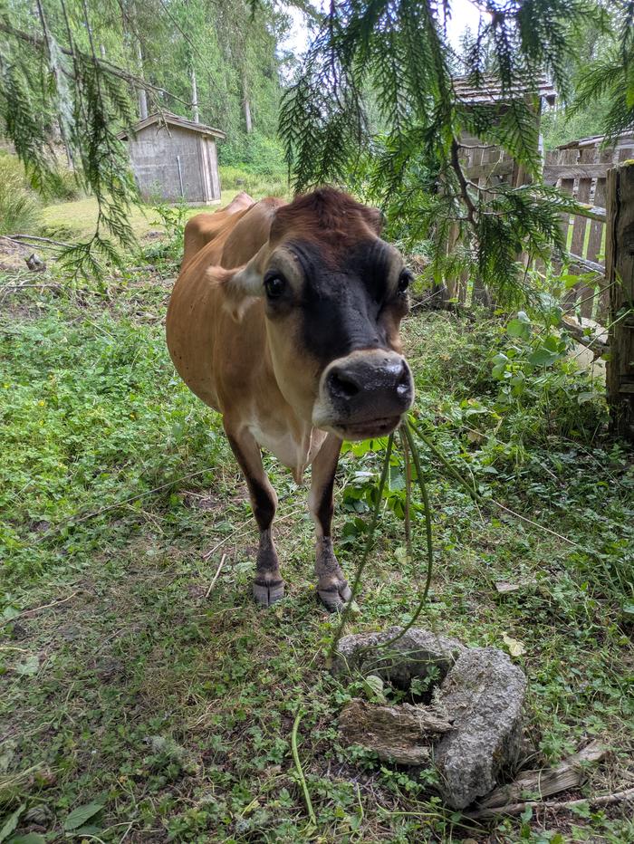Thanks for dinner, says the cow. 