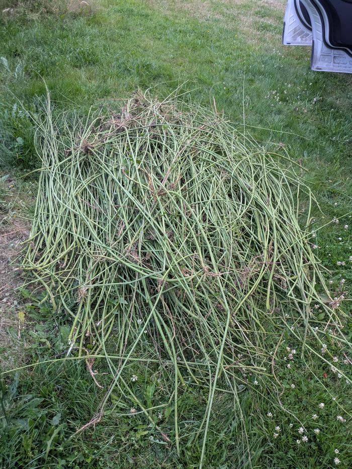 This photo doesn't do justice to the size of the pile. I should have stuck a kid in there for scale. It completely filled the back of our car with the back seats down. 