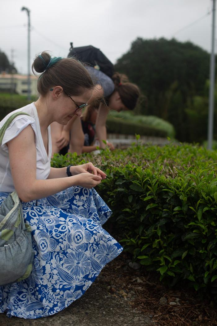 Harvesting tea in a split side skirt