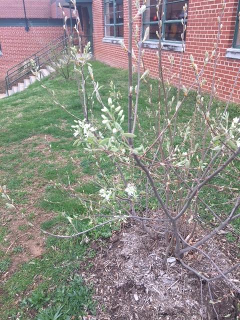 amelanchier-june-berry-flowers-guerrilla-food-forest-school