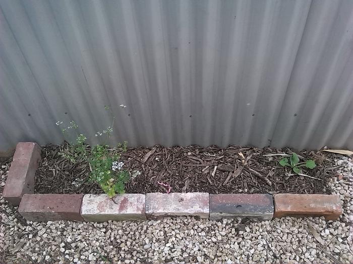 The flowering coriander was a volunteer. The seedlings on the end are zucchini