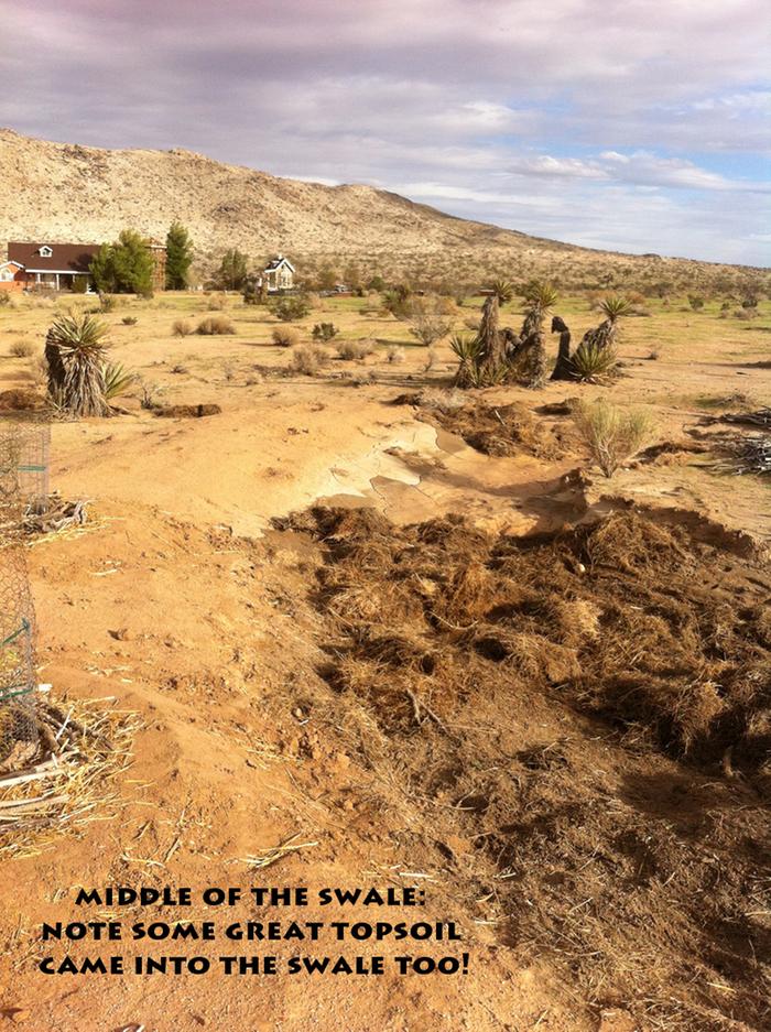 [Thumbnail for swale4.jpg]