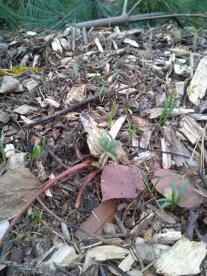 I forgot I planted some spinach here as well, and they're doing great.