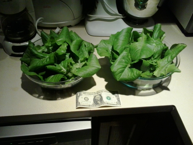 [Thumbnail for First-Aquaponics-lettuce-harvest-23Feb2016.jpg]