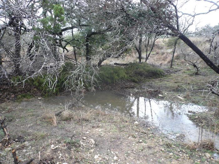 Brush dam slowing water