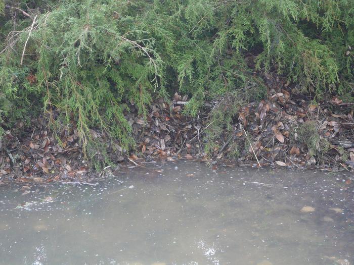 Close up of brush dam slowing water