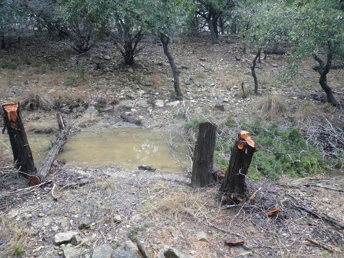 Water behind fresh brush dam