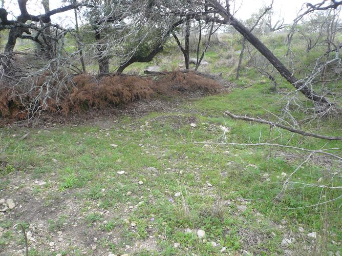 Grass growing upstream of brush dam