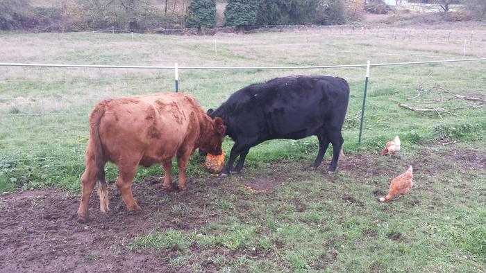 small cows for dairy