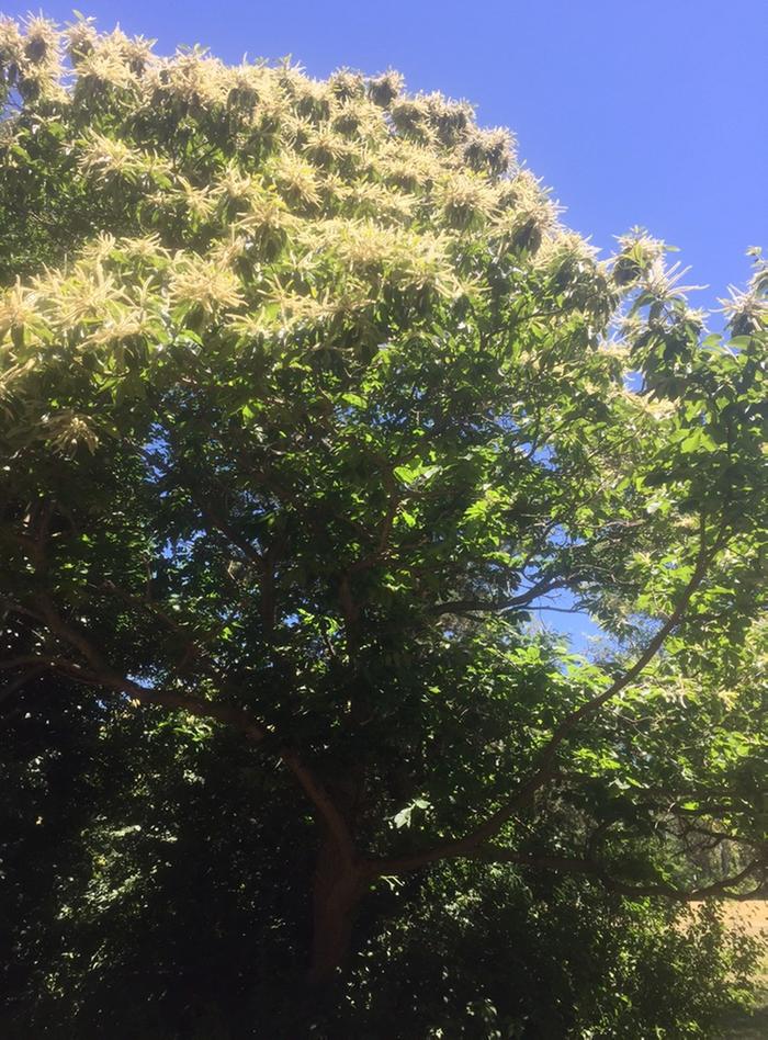 Chestnut Tree In Flower July 1