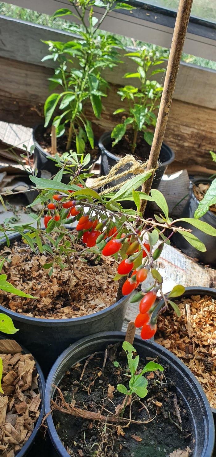 Goji berries