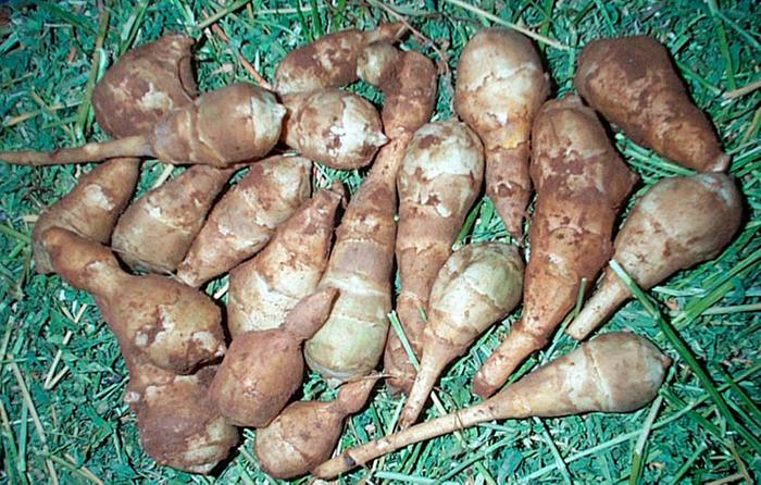 [Thumbnail for 1-POUND-OF-SUNCHOKES.jpg]