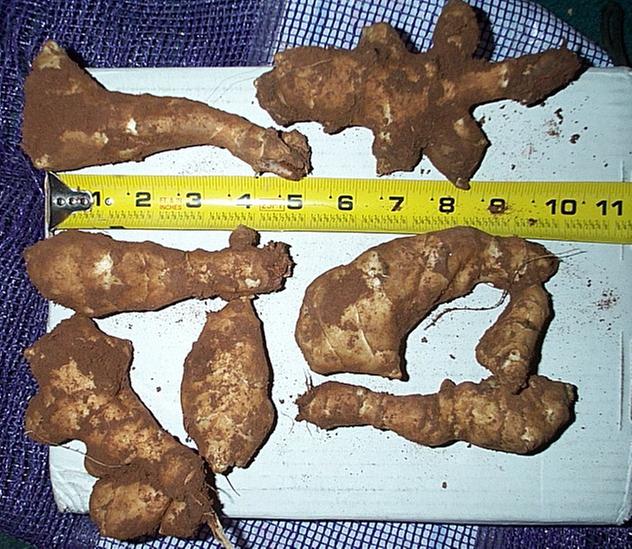 [Thumbnail for sunchokes-large.jpg]