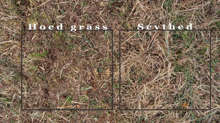 [Thumbnail for Grass-Permies-forum.jpg]