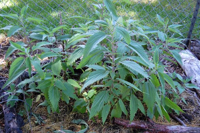 stinging nettle in our garden