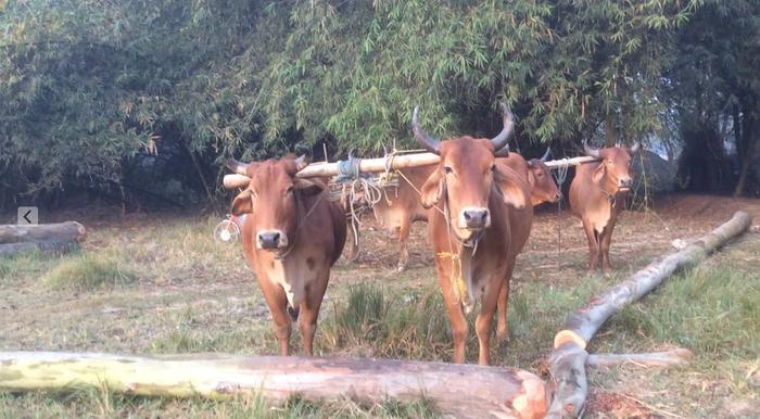 Moving logs with oxen
