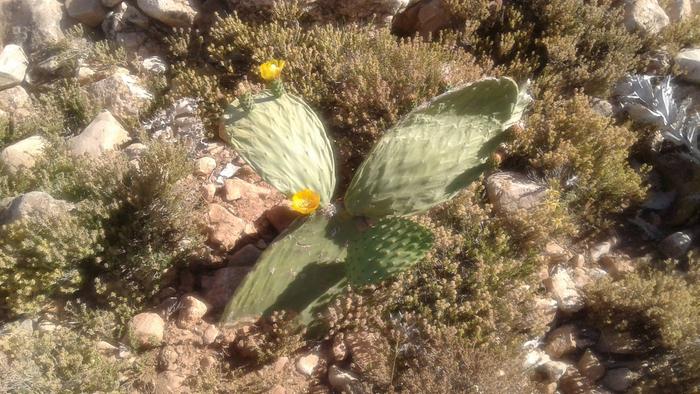 prickly pear blooming