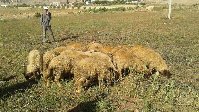 we added 20 male sheep, we hope to get some income